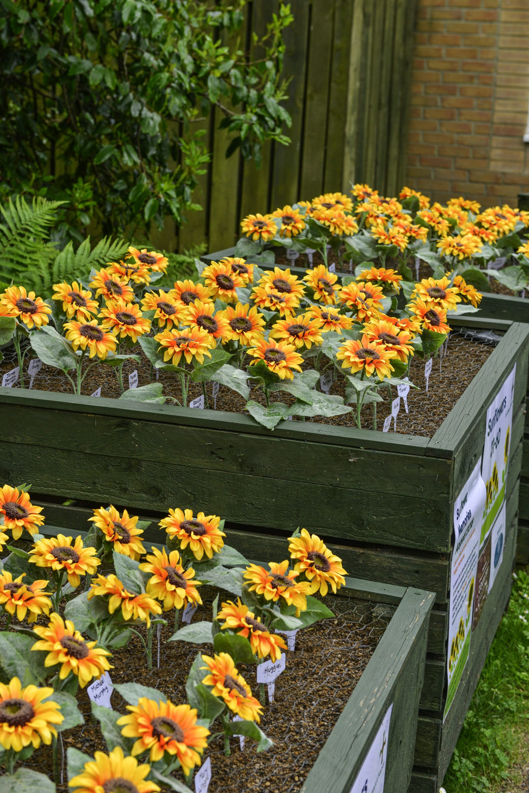 Sunny Sunflower Appeal Returns For Summer St Cuthbert S Hospice   DSC6167 Scaled 